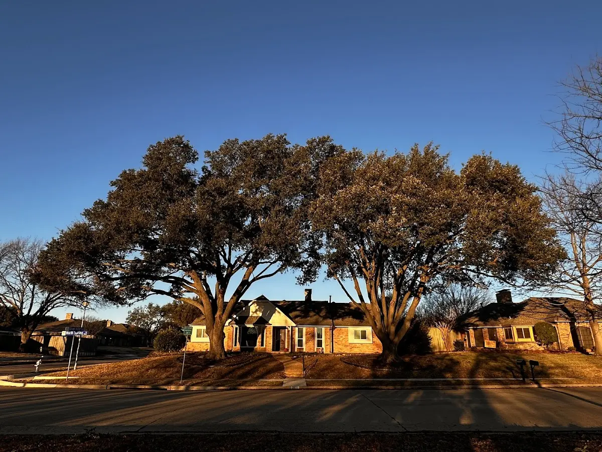 Established residential canopy tree shading a home in Jefferson